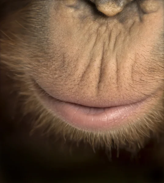 Крупный план рта молодого борнеанского орангутанга, Pongo pygmaeus, 18 лет — стоковое фото