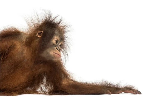 Zijaanzicht van een jonge Borneose orang-oetan, leunend op de arm, pongo — Stockfoto