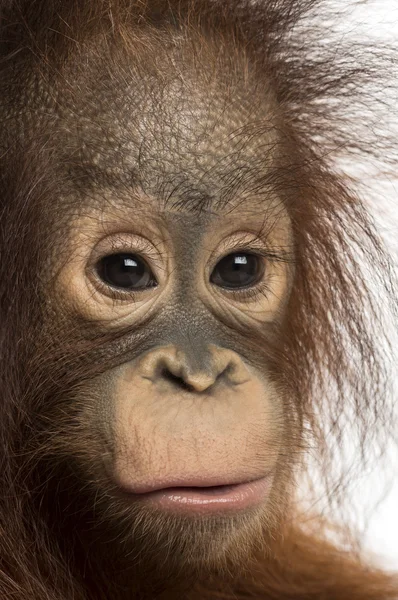 Kameraya bakarak bir genç Borneo orangutan, yakın çekim po — Stok fotoğraf