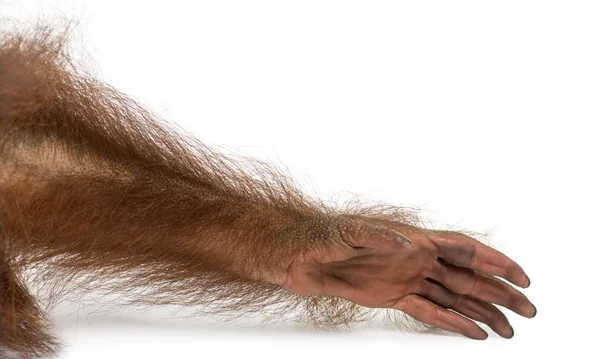 Close-up van een jonge Borneose orang-oetan arm, pongo pygmaeus, 18 — Stockfoto