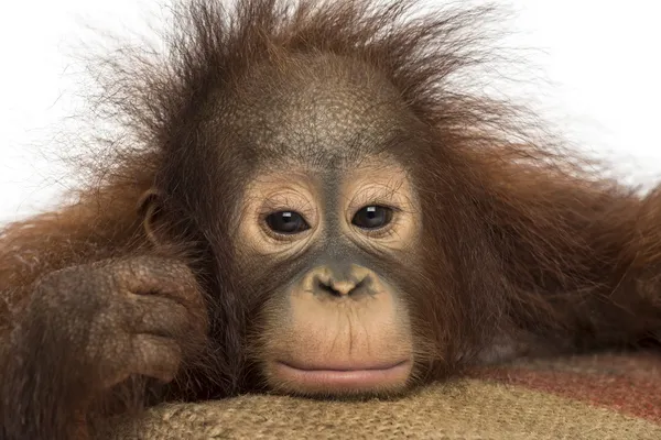 Primer plano de un joven orangután borneano que parece cansado, mirando — Foto de Stock