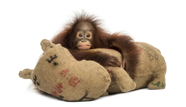 Young Bornean orangutan hugging its burlap stuffed toy, looking — Stock Photo, Image