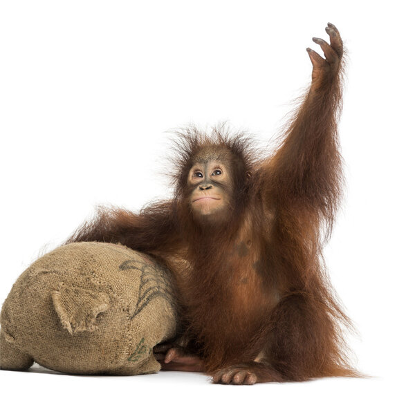 Молодой борнеанский орангутанг с фаршированной игрушкой
