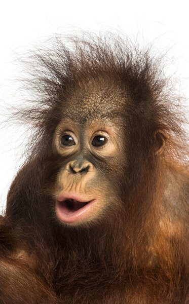 Крупный план молодого борнеевского орангутанга, выглядящего изумленным, Pongo pygm
