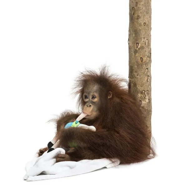 年轻的婆罗洲猩猩靠在一棵树干，咀嚼它 — 图库照片