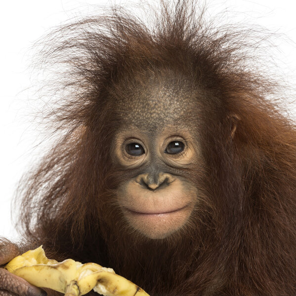 Крупным планом молодой борнеанский орангутанг ест банан, глядя
