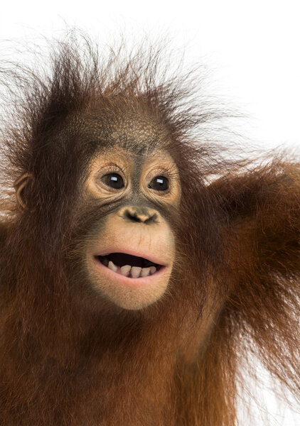 Крупный план молодого борнеевского орангутанга, рот открыт, пигма Понго
