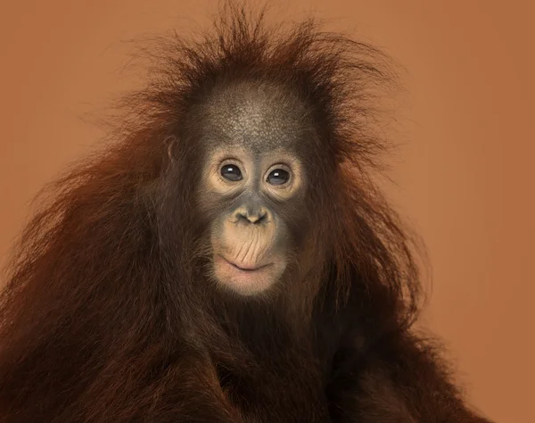 Jovem orangotango Borneano olhando impressionado, Pongo pygmaeus, 18 mo — Fotografia de Stock