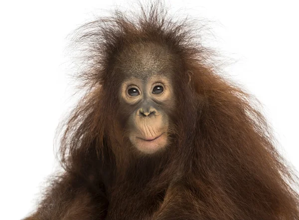 Giovane orango borneo dall'aspetto impressionato, Pongo pygmaeus, 18 mesi — Foto Stock