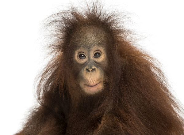 Молодой борнеевский орангутан, выглядящий впечатленным, Pongo pygmaeus, 18 лет
