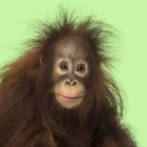 Jovem orangotango Borneano olhando para a câmera, Pongo pygmaeus, 1 — Fotografia de Stock