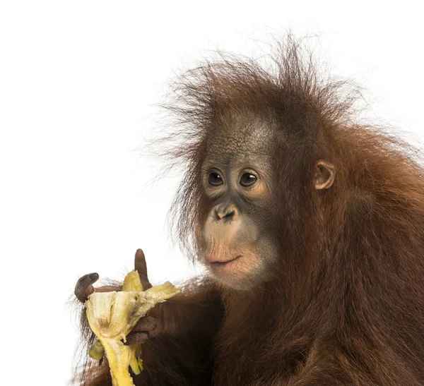 Крупный план молодого борнеанского орангутанга, поедающего банан, Понго Пиг — стоковое фото
