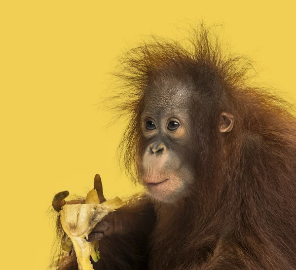 Primer plano de un joven orangután borneano comiendo un plátano, pongo pyg — Foto de Stock