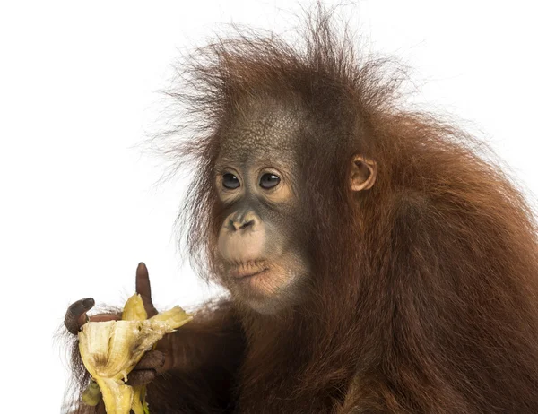 Primer plano de un joven orangután borneano comiendo un plátano, pongo pyg — Foto de Stock