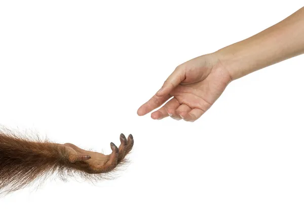 Bornean orangutan and human hands reaching at each other, Pongo — Stock Photo, Image