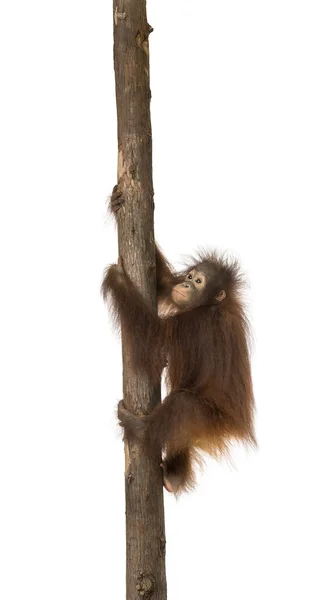 Zijaanzicht van een jonge Borneose orang-oetan klimmen op een boomstam, — Stockfoto