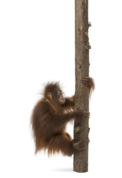 Oldalnézetből egy fiatal Borneói orangután felmászni egy fa törzse, — Stock Fotó