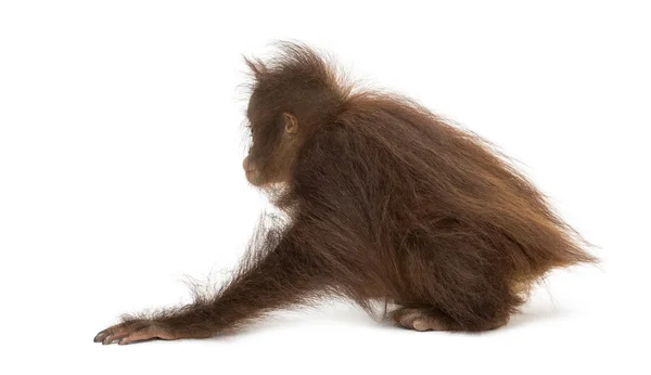 Bakifrån av en ung orangutang hukande, pongo pygmaeus — Stockfoto