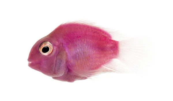 Vista lateral de um peixe de água doce rosa nadando, isolado em branco — Fotografia de Stock