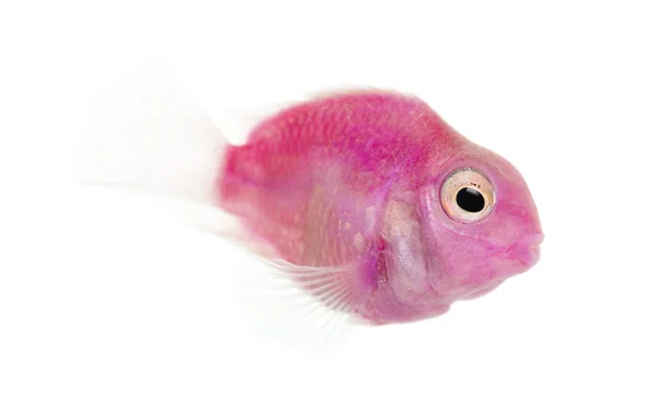 Side view of a pink fresh water fish swimming, isolated on white — Stock Photo, Image