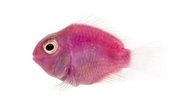 Vista lateral de um peixe de água doce rosa nadando, isolado em branco — Fotografia de Stock