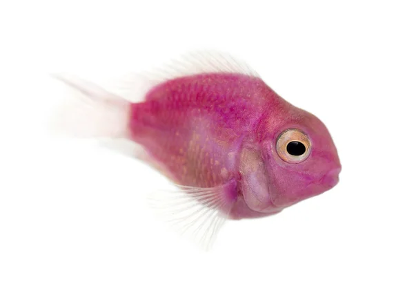 Side view of a pink fresh water fish swimming, isolated on white — Stock Photo, Image