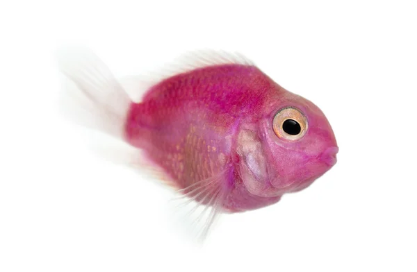 Side view of a pink fresh water fish swimming, isolated on white — Stock Photo, Image