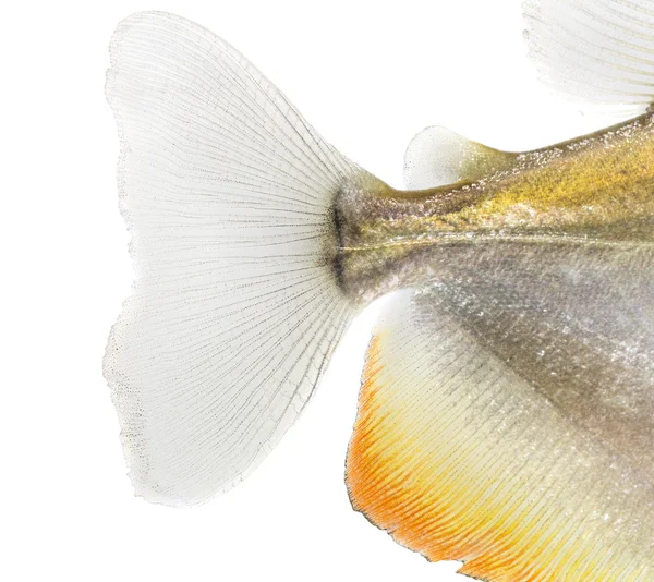 Close-up da barbatana caudal de um Mylossoma aureum, isolado em branco — Fotografia de Stock
