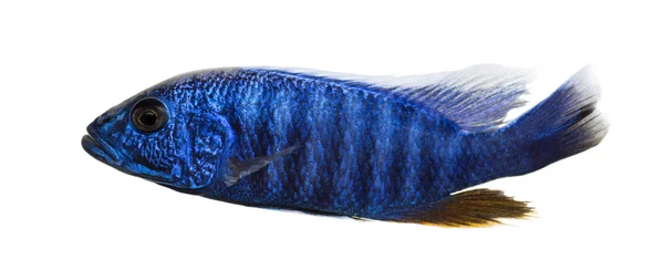 Zijaanzicht van een elektrische blauwe hap, sciaenochromis ahli, geïsoleerd — Stockfoto