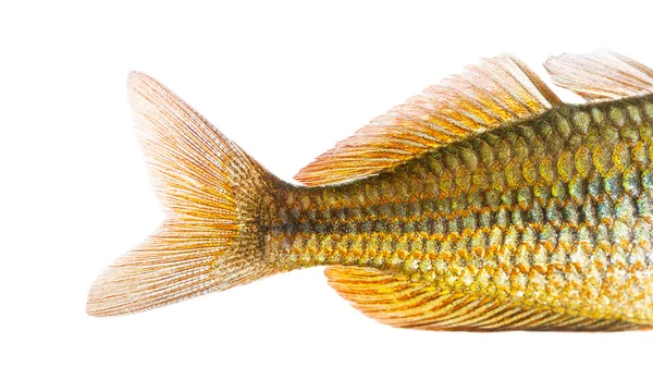 Close-up of an Eastern Rainbowfish's caudal fin, Melanotaenia sp — Stock Photo, Image