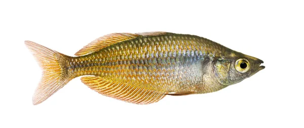 Vista laterale di un pesce arcobaleno orientale, Melanotaenia splendida sple — Foto Stock