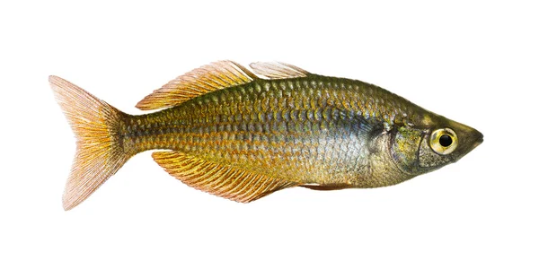 Side view of an Eastern Rainbowfish, Melanotaenia splendida sple — Stock Photo, Image