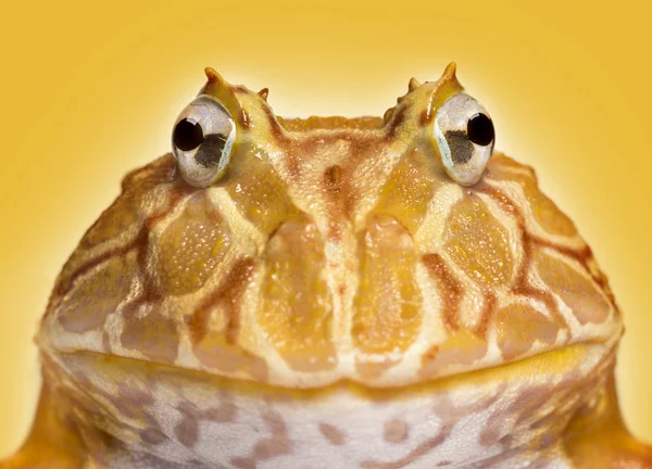 Primo piano di una rana cornuta argentina di fronte, Ceratophrys ornata , — Foto Stock