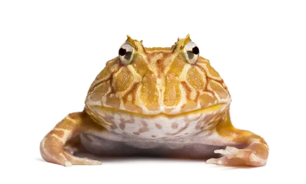 Front view of an Argentine Horned Frog looking at the camera, Ce — Stock Photo, Image