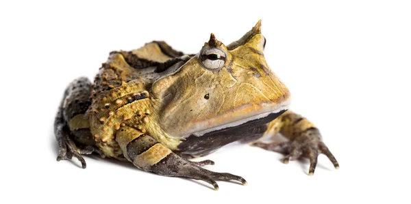 Grenouille à cornes d'Argentine, Ceratophrys ornata, isolée sur blanc — Photo