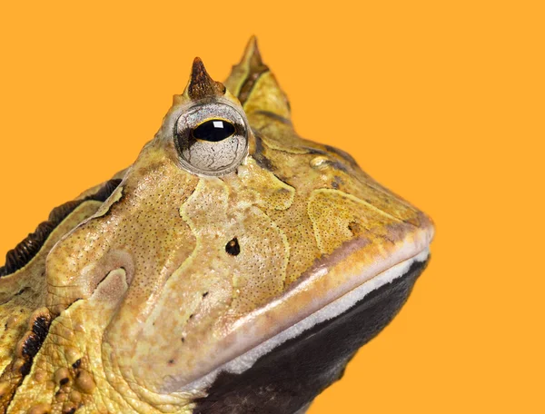 Close-up of an Argentine Horned Frog's profile, Ceratophrys orna — Stock Photo, Image