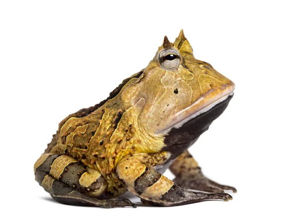 Side view of an Argentine Horned Frog, Ceratophrys ornata, isola — Stock Photo, Image