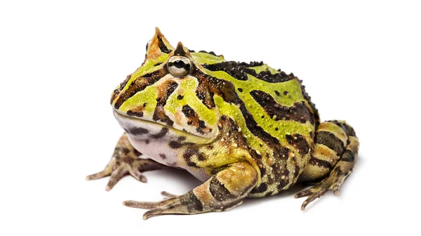 Argentine Horned Frog, Ceratophrys ornata, isolated on white — Stock Photo, Image