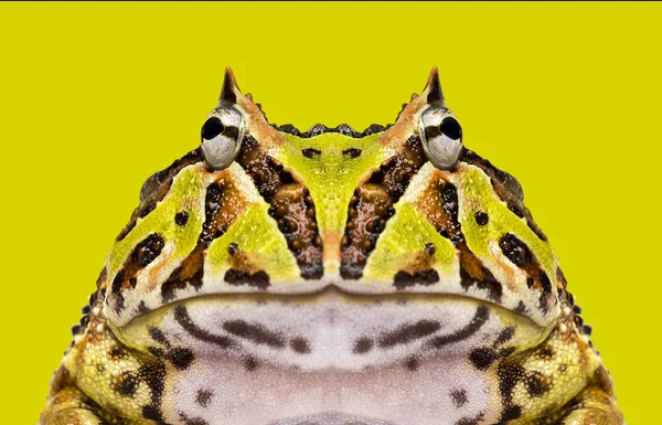 Zbliżenie: żaba rogata stoi, ceratophrys ornata — Zdjęcie stockowe