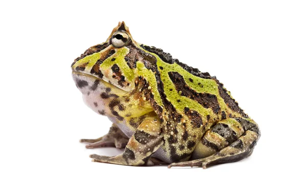 Vista lateral de um sapo chifre argentino, Ceratophrys ornata, isola — Fotografia de Stock