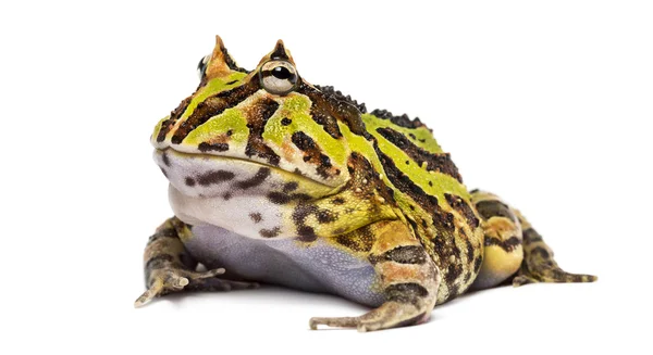 Grenouille à cornes d'Argentine, Ceratophrys ornata, isolée sur blanc — Photo