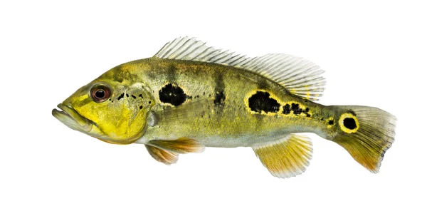 Vue latérale d'un poisson d'aquarium d'eau douce, isolé sur blanc — Photo