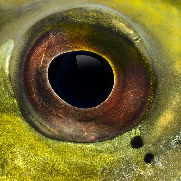 Primer plano de un ojo de pez de acuario de agua dulce — Foto de Stock