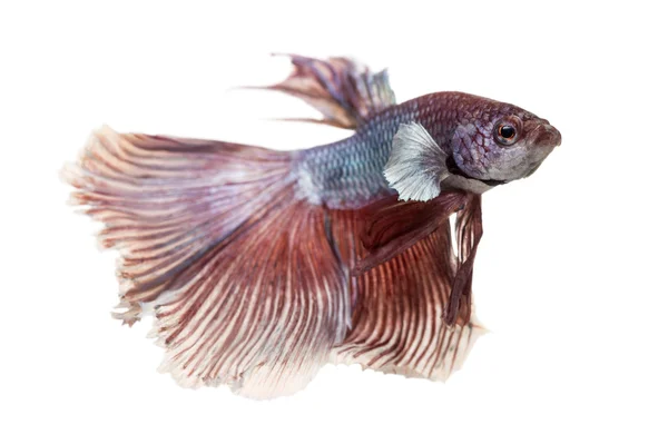 Vista lateral de um peixe de combate siamês, Betta splendens, isolado — Fotografia de Stock