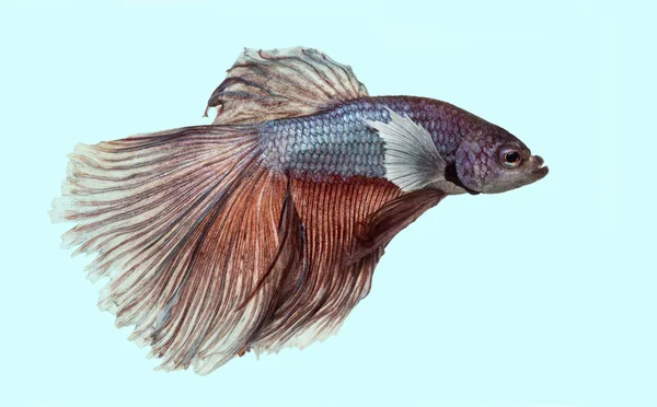 Side view of a Siamese fighting fish, Betta splendens, on a blue — Stock Photo, Image