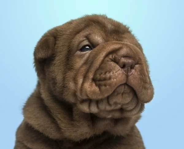 Close-up van een shar pei pup op een blauwe achtergrond — Stockfoto
