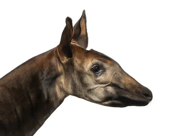 Närbild av en okapi profil, okapia johnstoni, isolerad på whit — Stockfoto