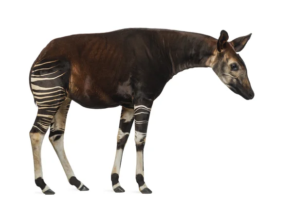 Zijaanzicht van een okapi staande, op zoek naar beneden, okapia Ruwenzorornis, — Stockfoto