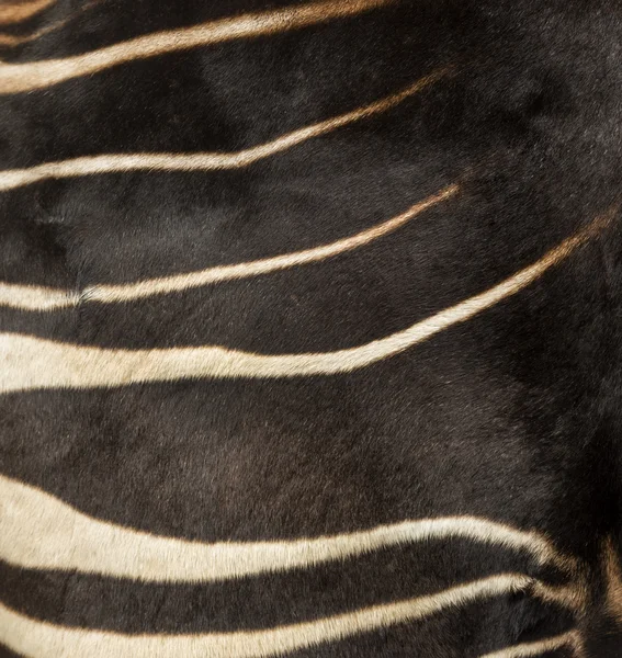 Primer plano de la piel de un Okapi, Okapia johnstoni — Foto de Stock