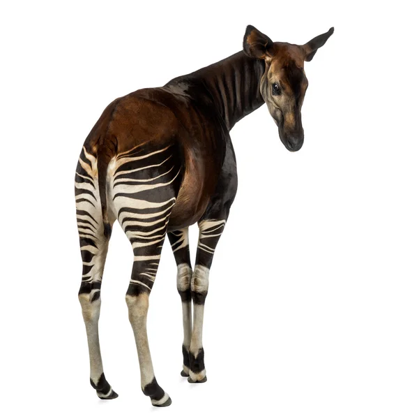 Rückansicht eines Okapi rückblickend, okapia johnstoni, isoliert o — Stockfoto